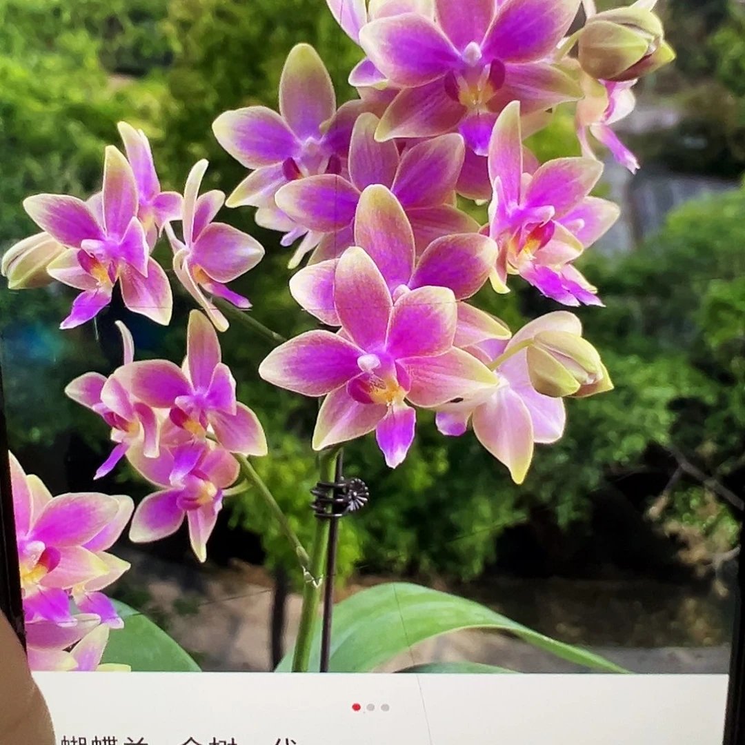 当前无花栽培后可以开花金树一代3寸新苗