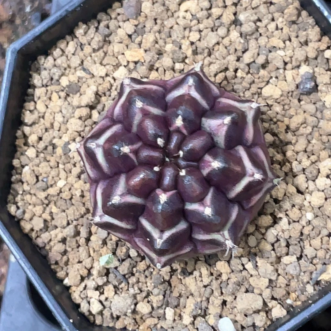 当前无花朵，栽培后可花朵