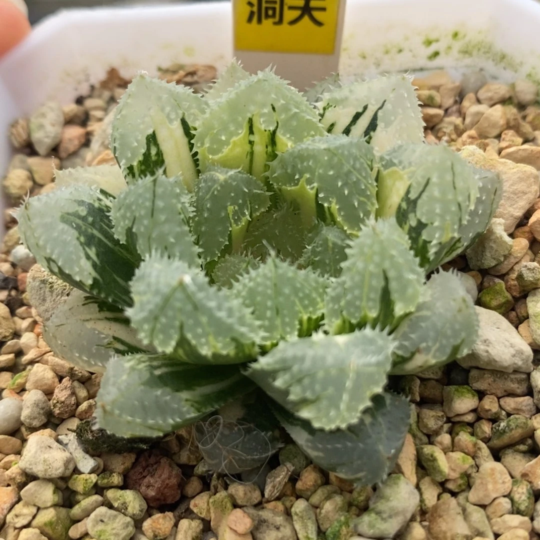 203玄冰玉露锦一物一拍