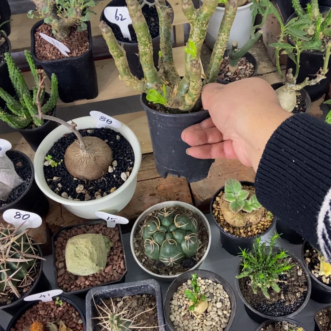 阿房宫一个一物一拍