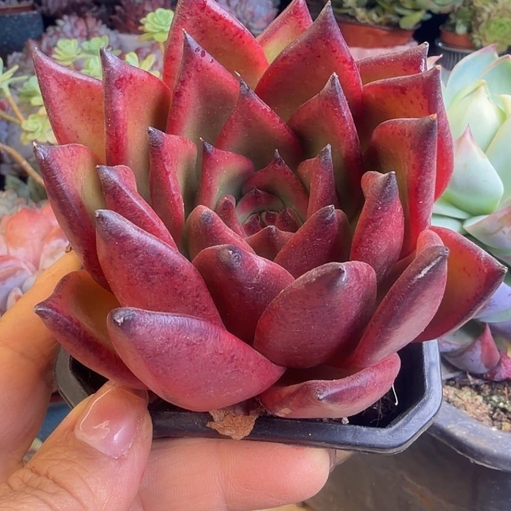 皮蛋多肉植物盆栽