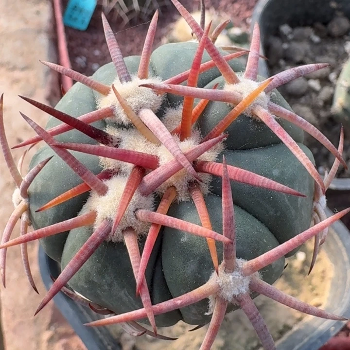花王3333333333333