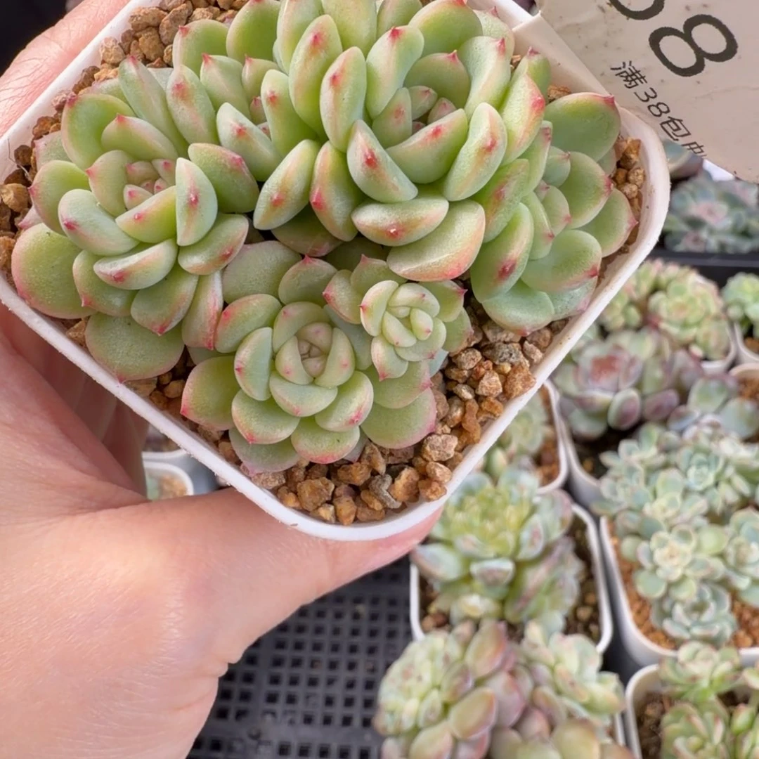 甜心a六头群68号一颗