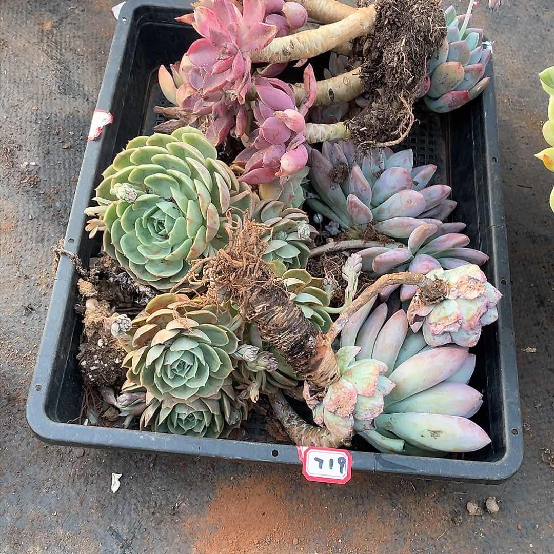 719一筐 一物一拍多肉