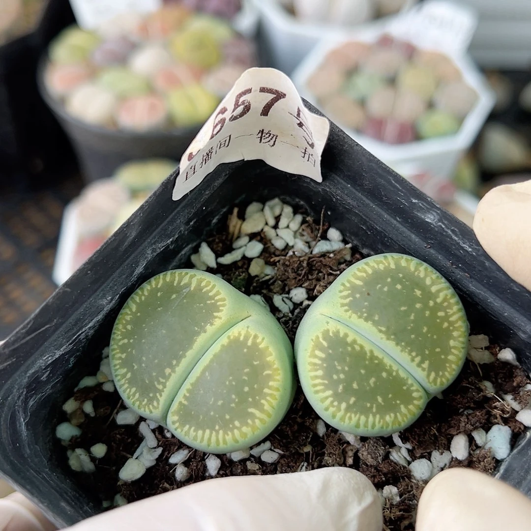 8657 好养易活生石花大母本