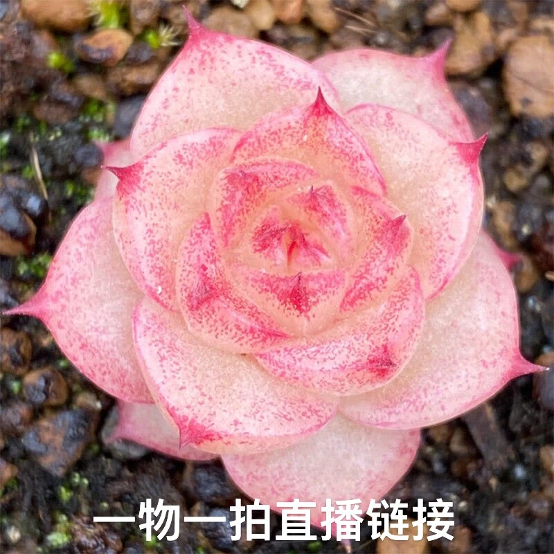 精品多肉随机3颗