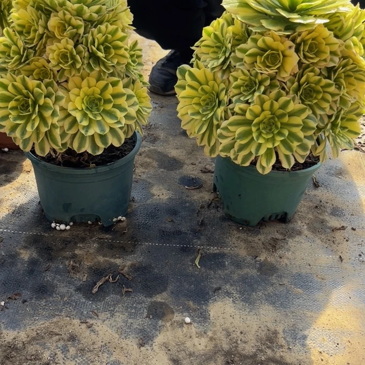 33.8金丝翡翠一棵