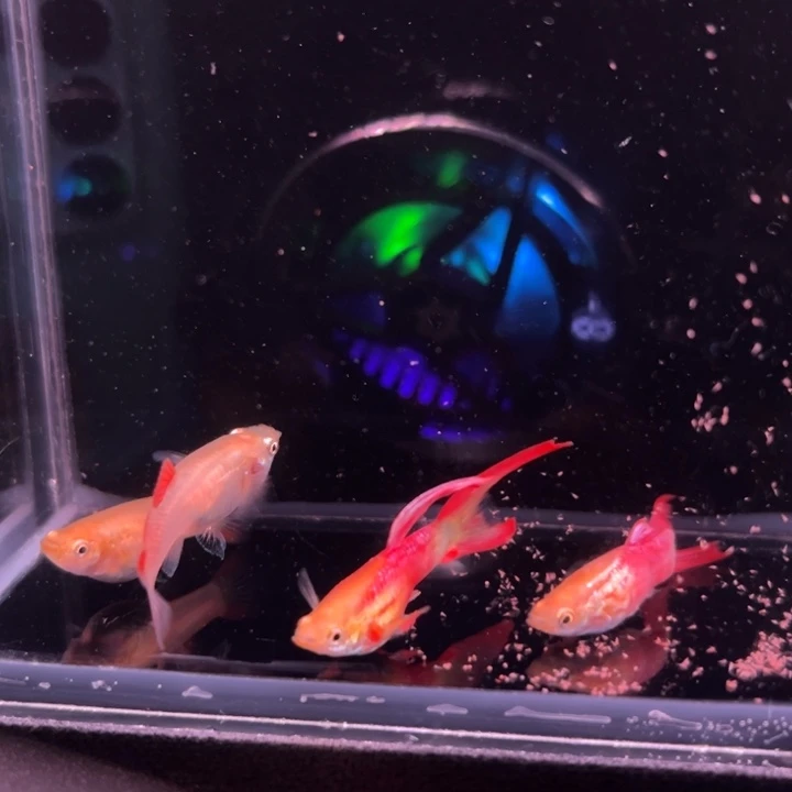 孔雀鱼红尾双剑2对
