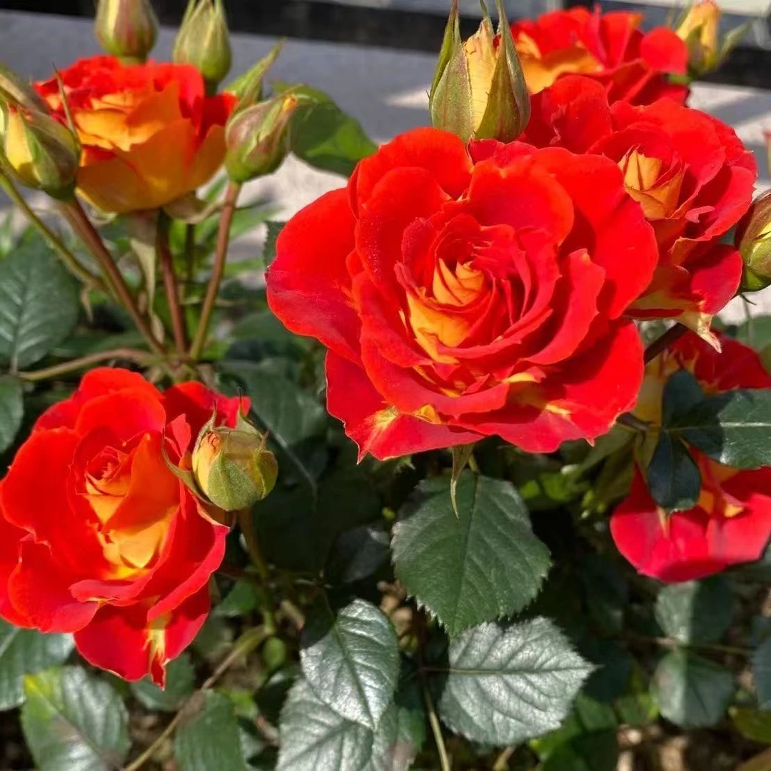 果汁阳台月季花苗 阳台庭院 中苗