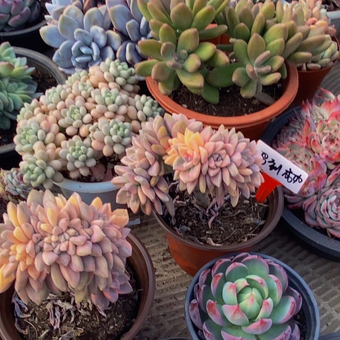 马****一无一拍多肉植物