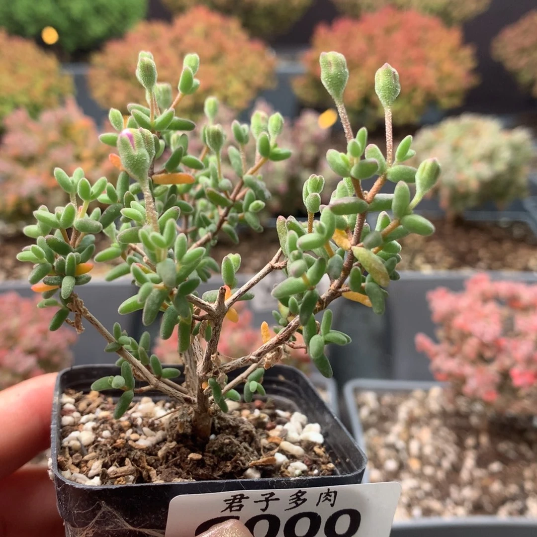 c0000碧玺枝干番杏