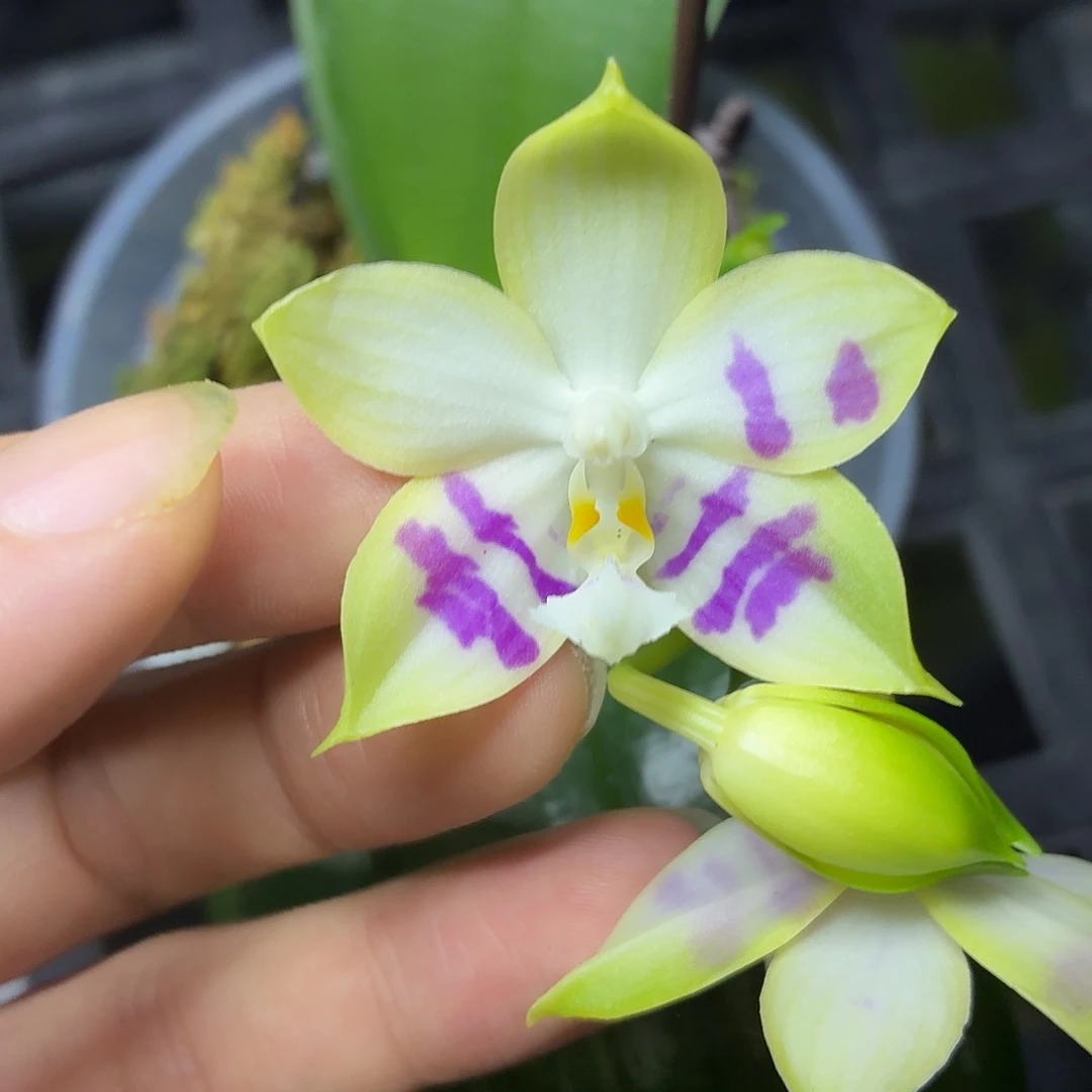 当前无花朵，栽培后可花朵A1667yss1233