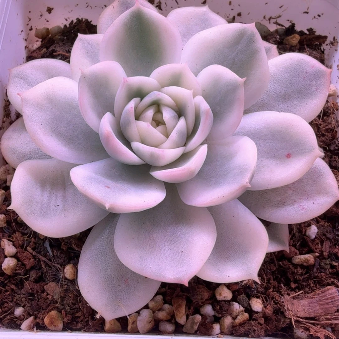 韩水晶锦 带盆土发货