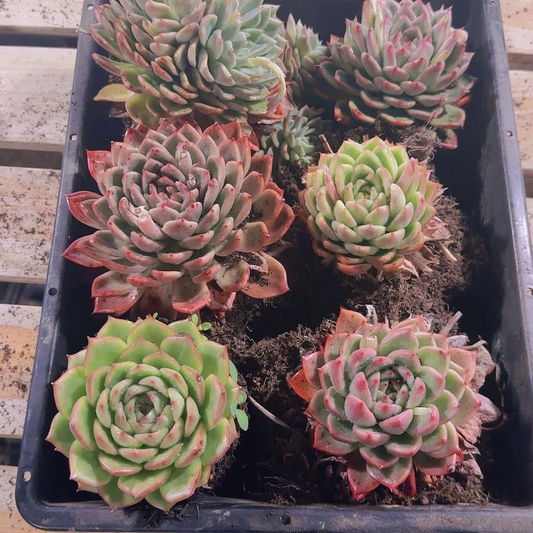 东云大冠服6颗量拍