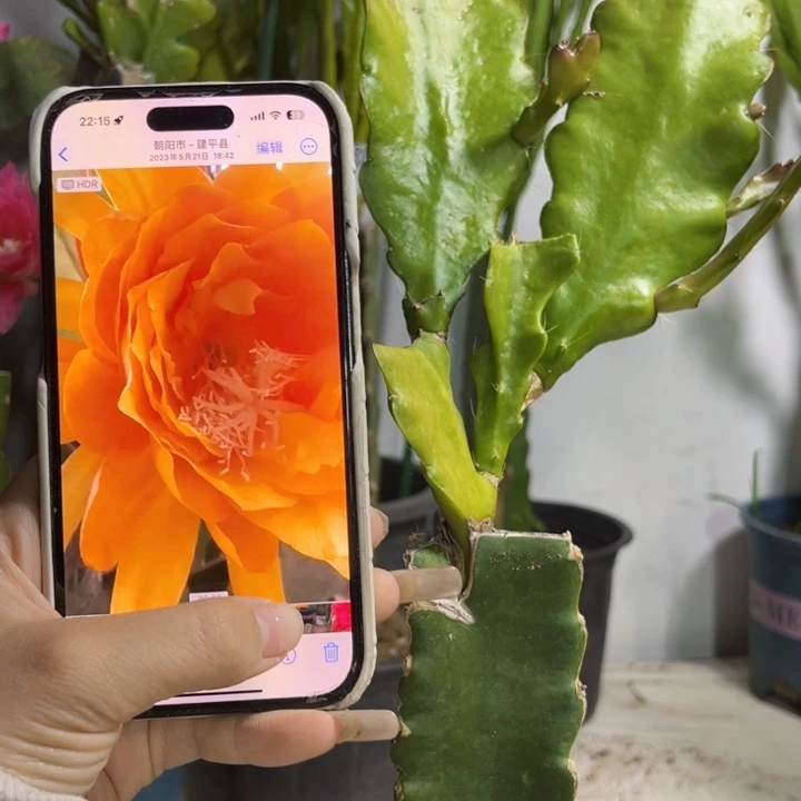 当前无花栽培后可以开花549