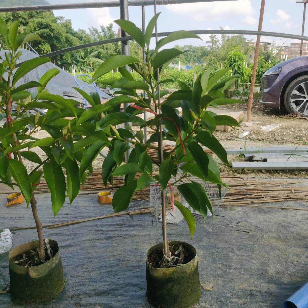 原盆带土白兰花树苗适合庭院阳台盆栽种植