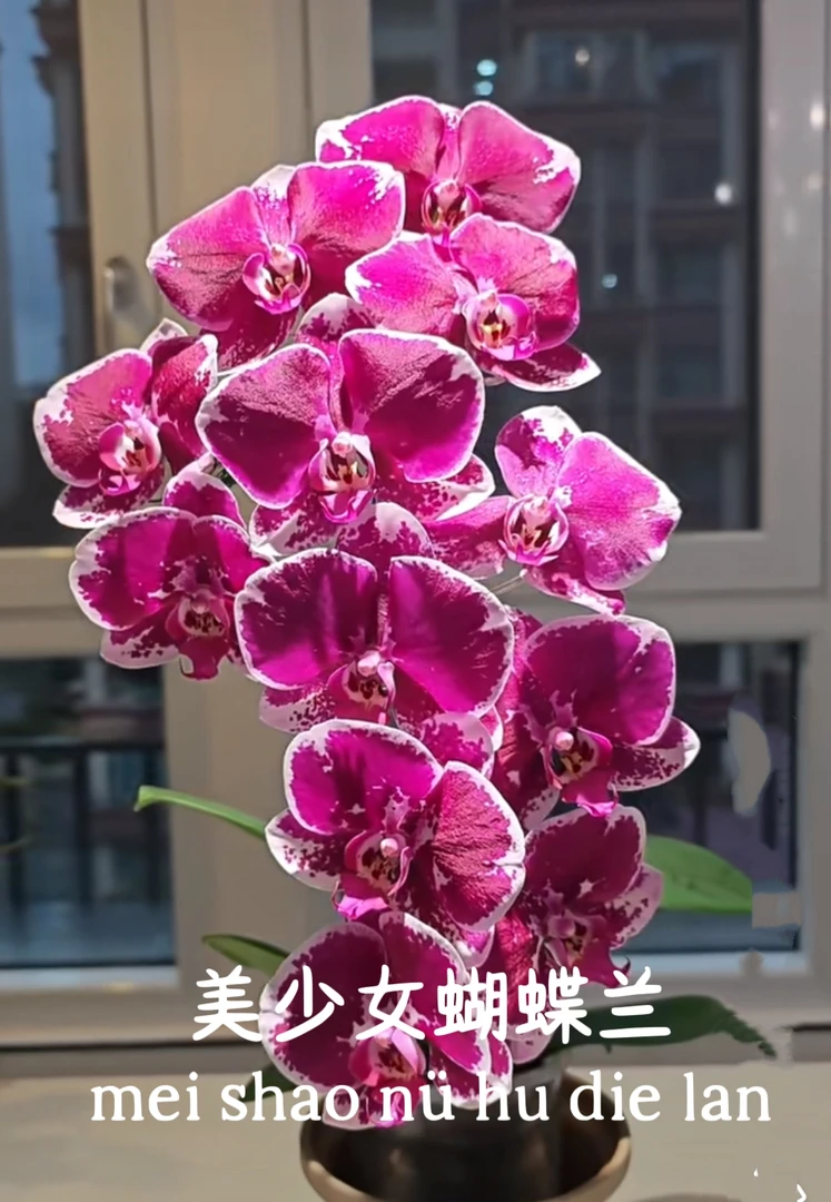 美少女变异3.5寸杯苗（叶片微损）