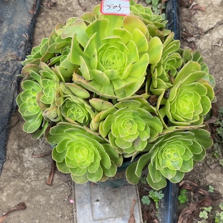 503雨荷多肉植物法师老庄