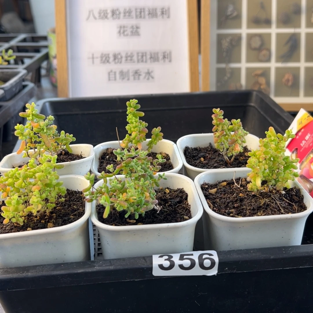 双十一枝干番杏356