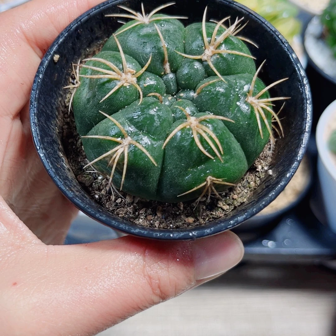 漂亮肉肉多肉植物