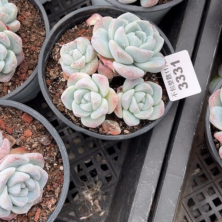 阿雅园艺。         3331