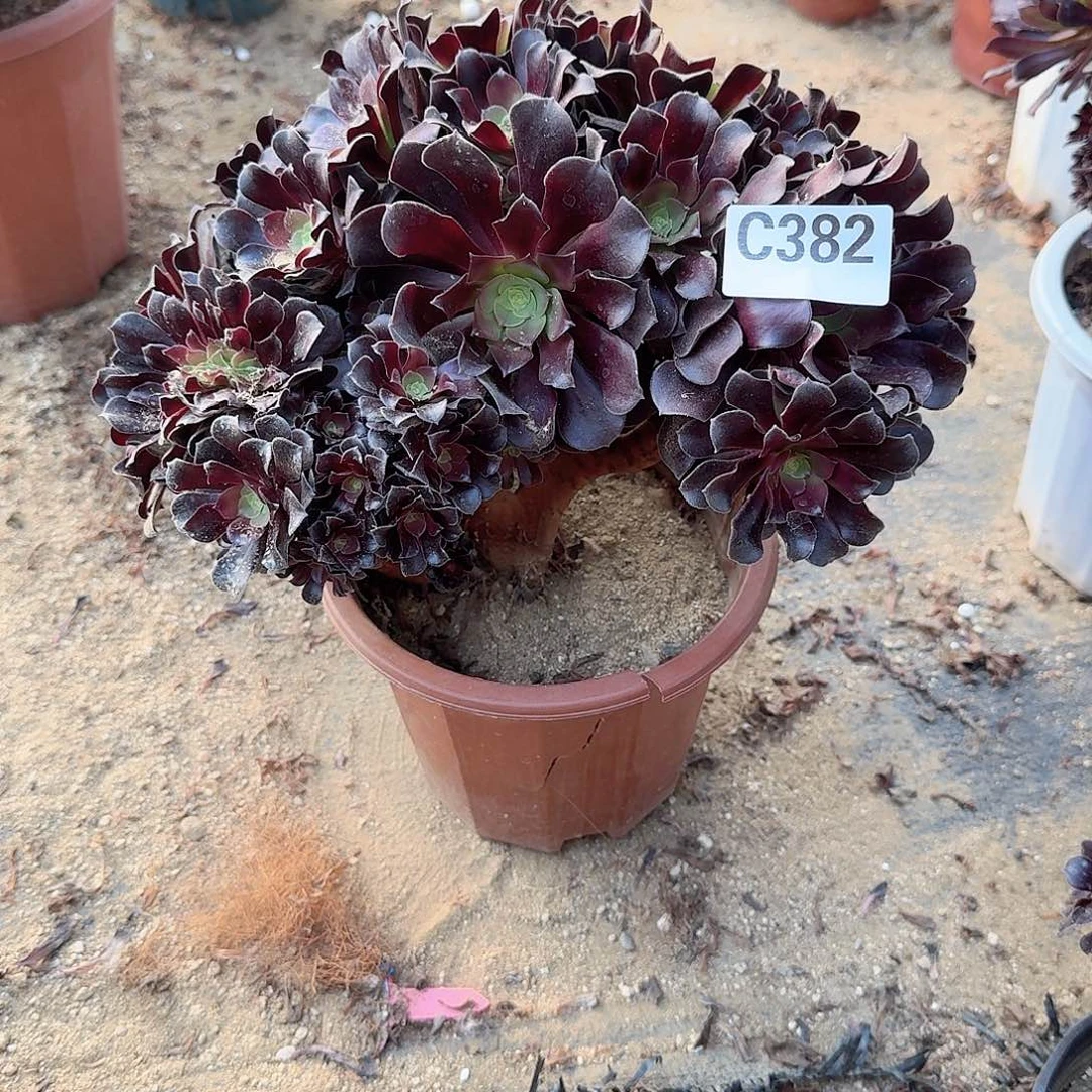 382欧紫朵朵一颗呀呀