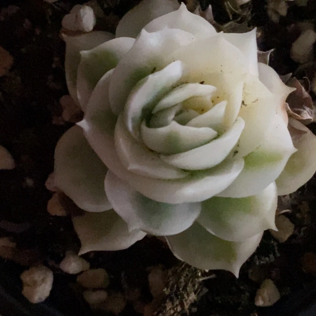 火****吧昂斯诺锦单头带根