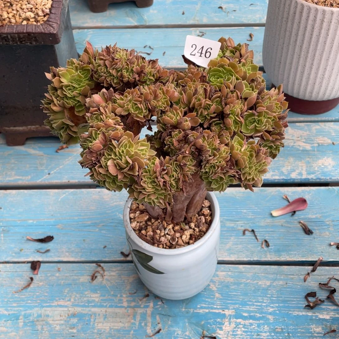 246号玫瑰法师缀化