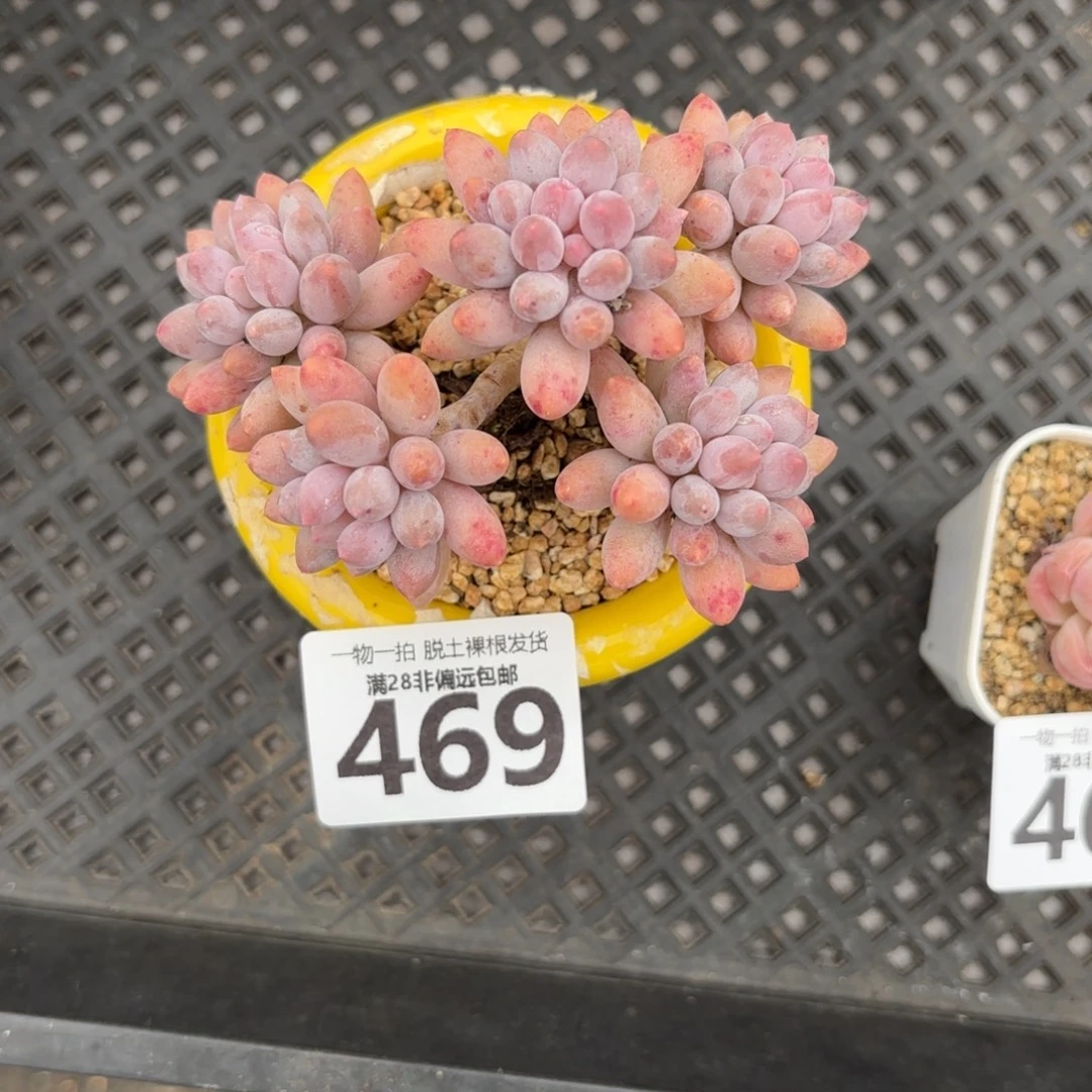 婴儿手指老桩无盆土发货