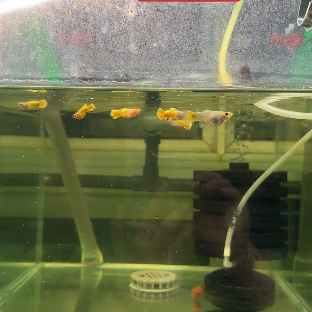 孔雀鱼A031清缸黄头8条随机