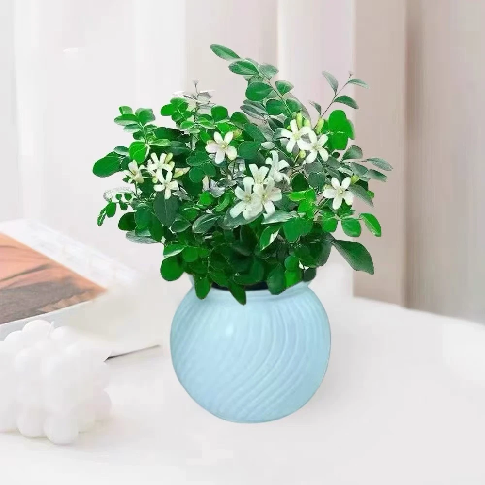 【买1送1】九里香驱蚊浪漫七夕植物观叶花卉绿植办公室开花飘香LX