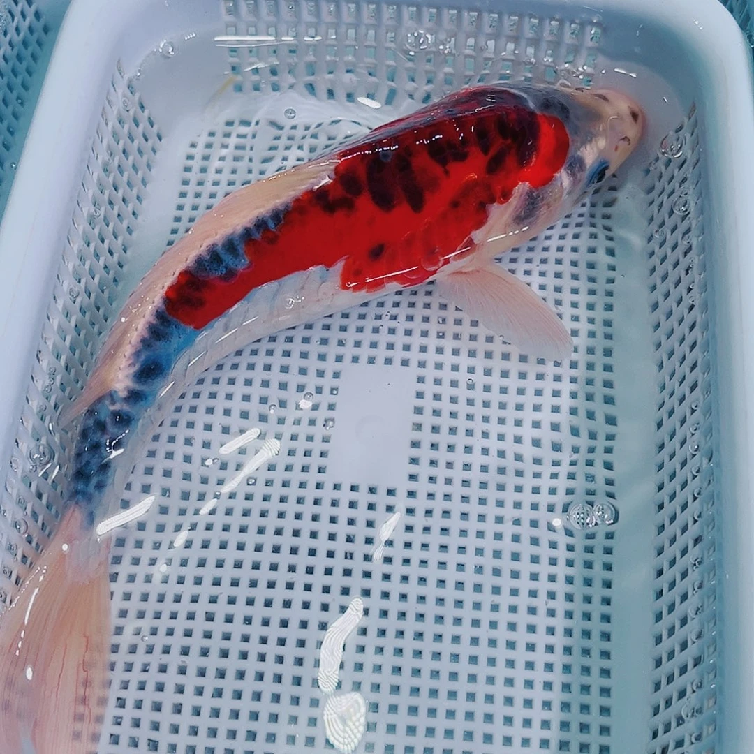 锦鲤锦鲤冷水鱼观赏鱼103