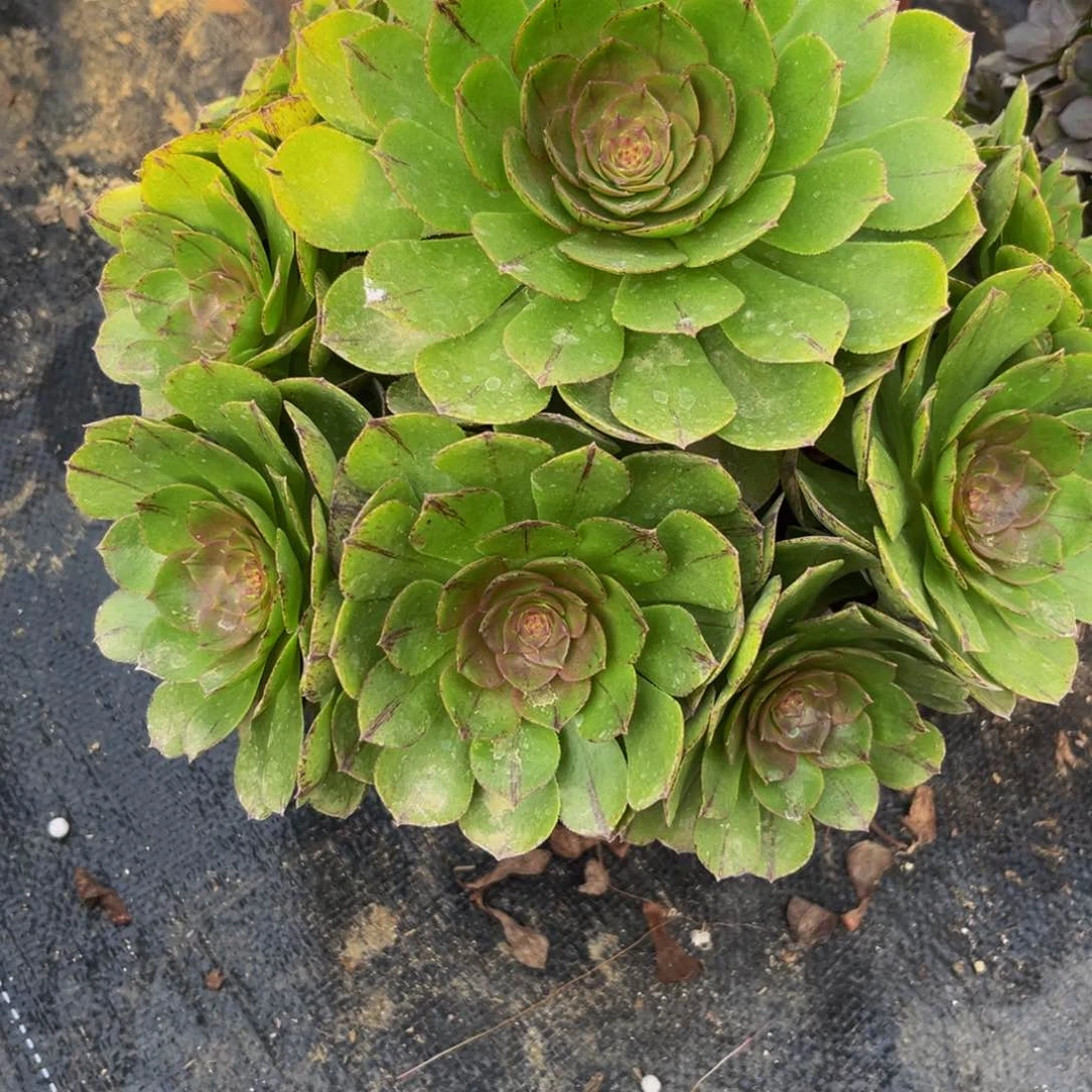 713多肉植物一物一拍