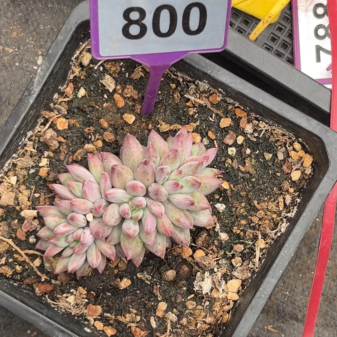宁***远多肉植物虞美人朵朵缀800