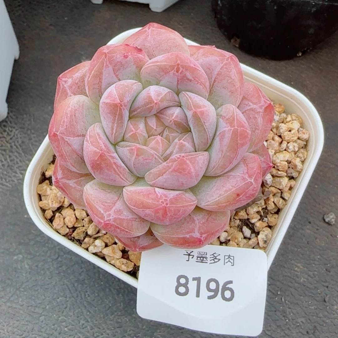黛玉，8196多肉植物