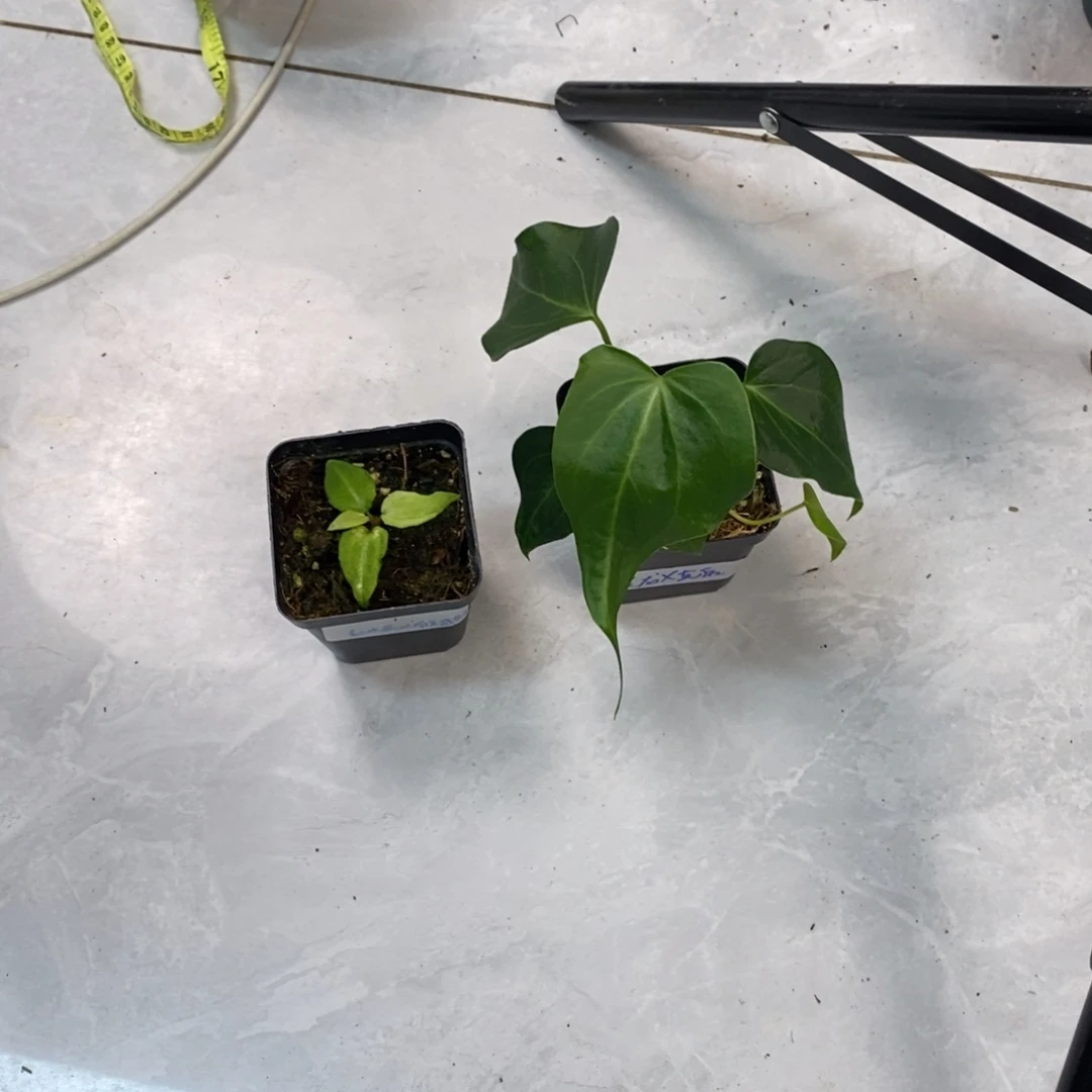 不开花植物杂交苗2颗1505