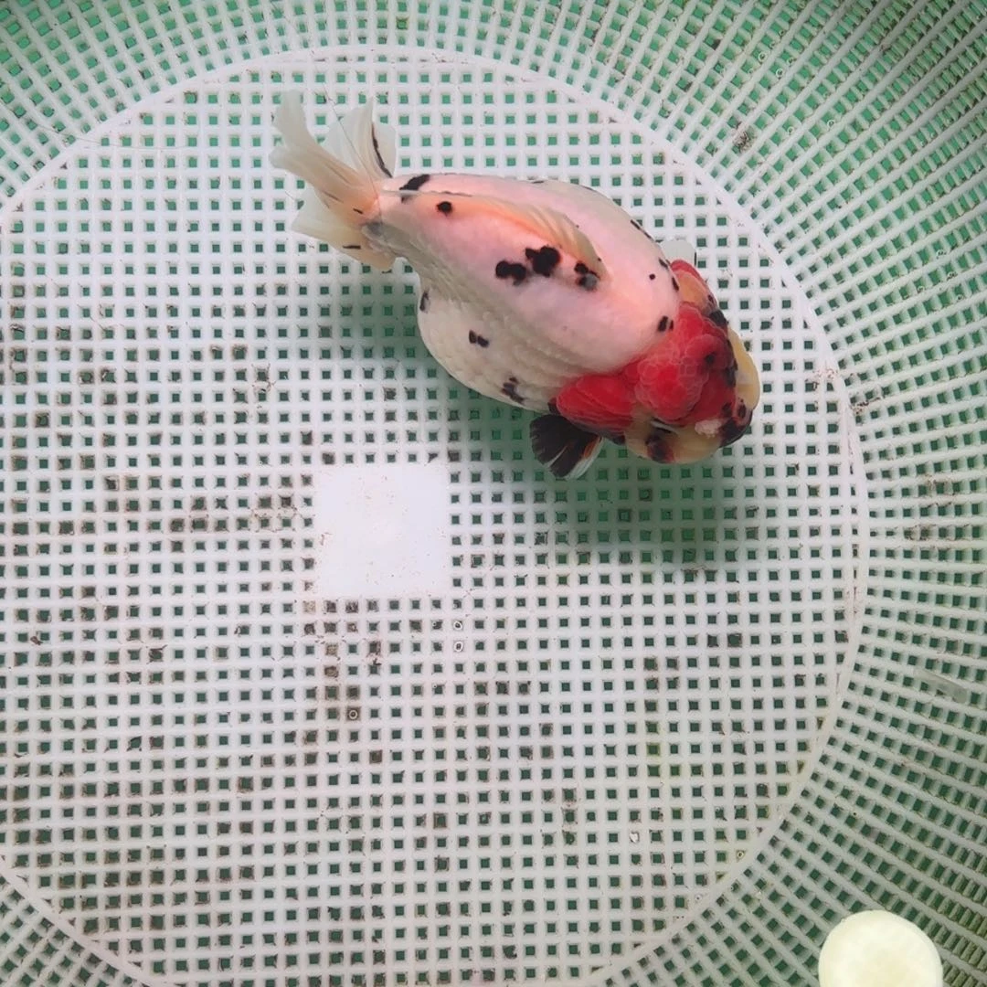 金鱼泰狮金鱼活体淡水观赏鱼