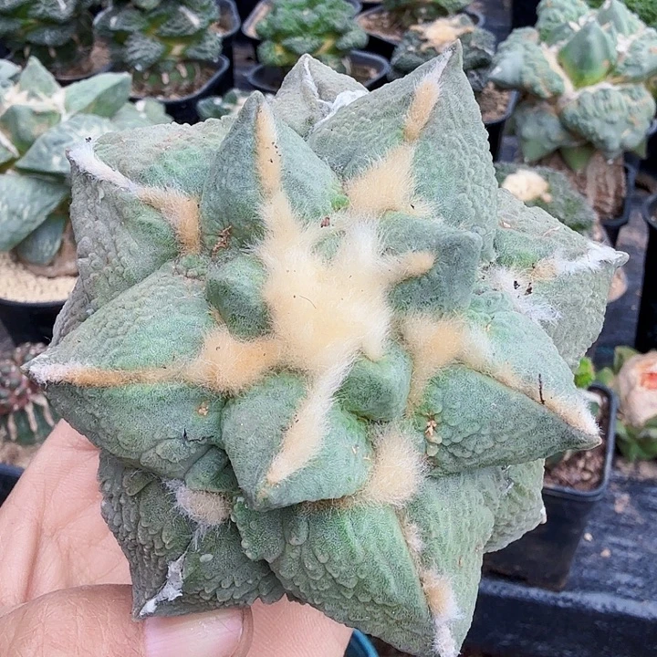 无花朵974白肌榴尤梦幻怒涛