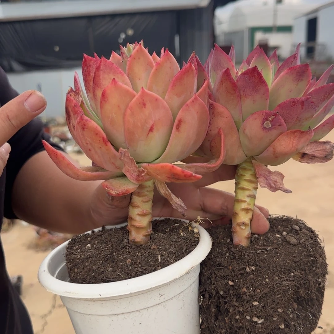 乔伊大单头控养两盆