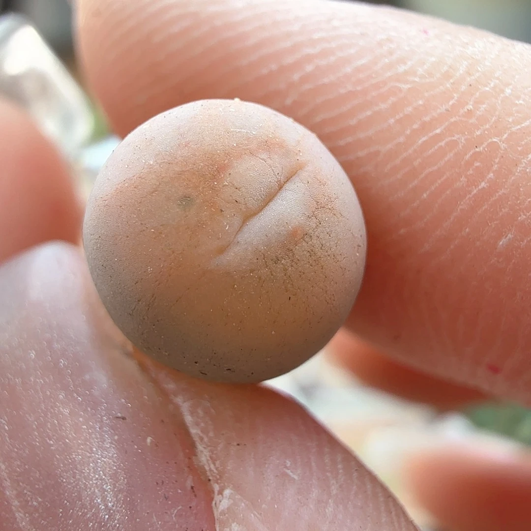 2.3.89/媒婆痣丑/多肉植物