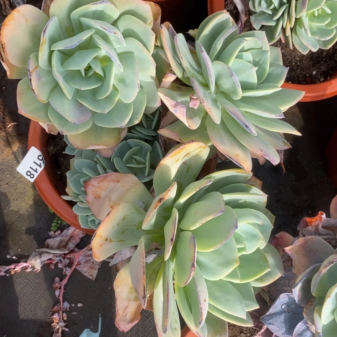 5118白凤多头一物一拍