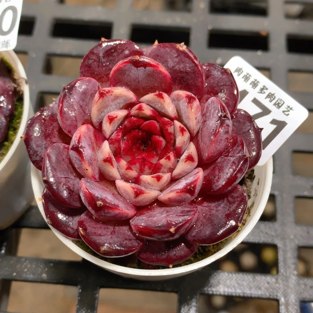 肉萌萌拇指盆精控多肉ZE471