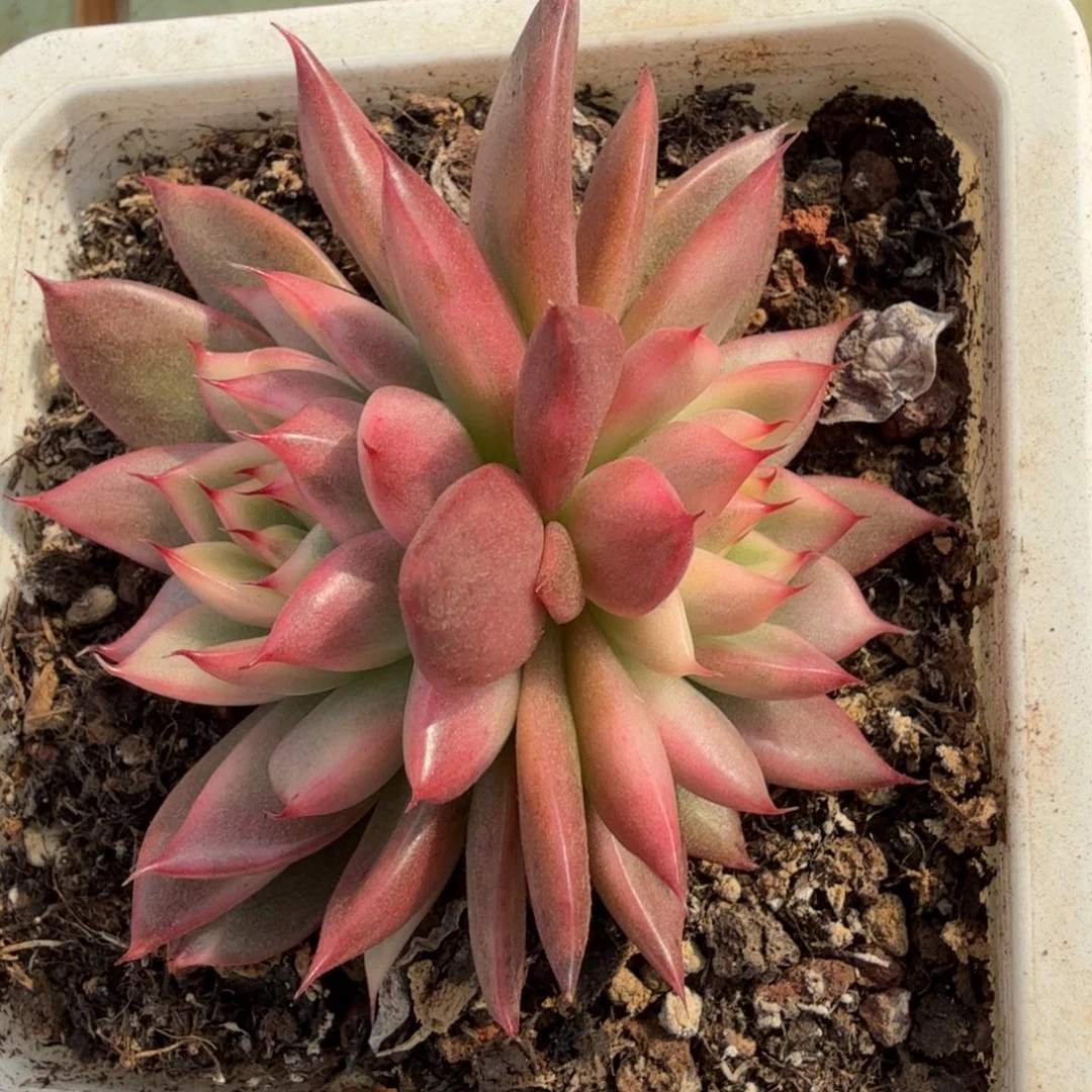 黑水晶长睫毛锦锦上园艺一物一拍