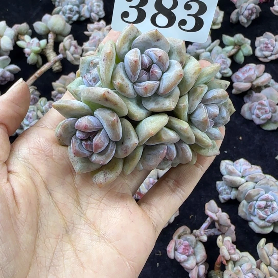 星影5头无根一物一拍383