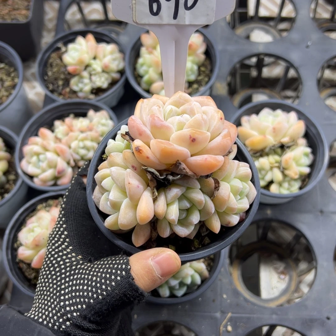 红陶2**1690号多肉植物