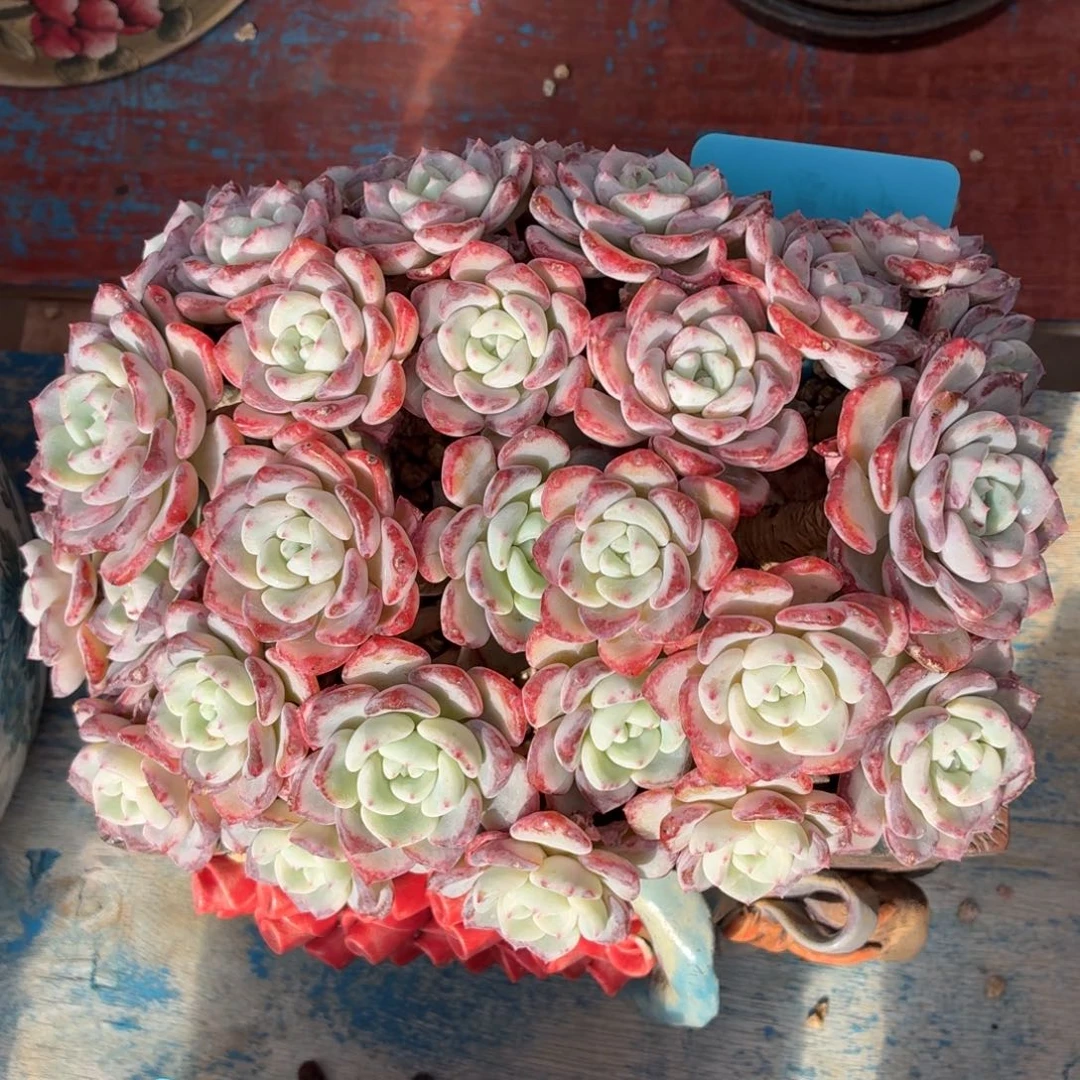 多肉植物 千山雪-4