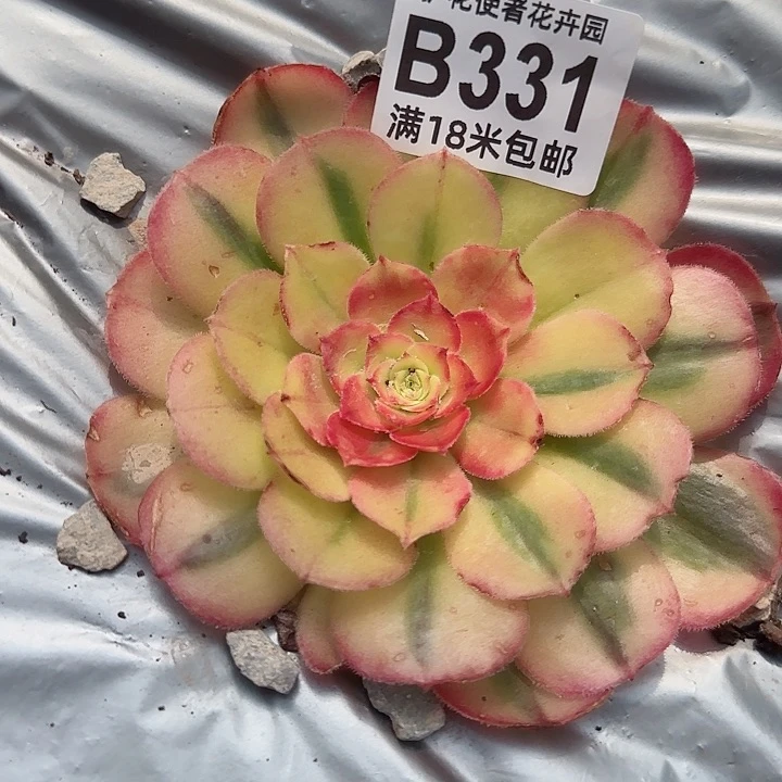 多肉法师海神朵朵