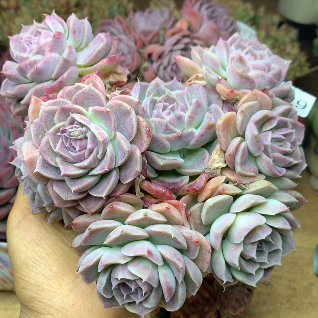 7879杂交精品基地15冠