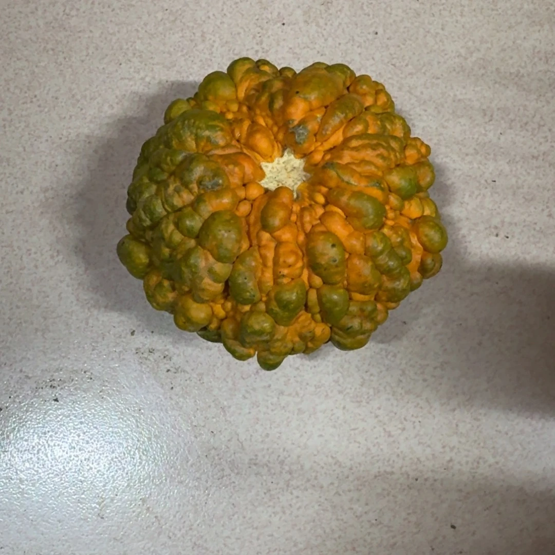朱***松青皮葫芦不退不换