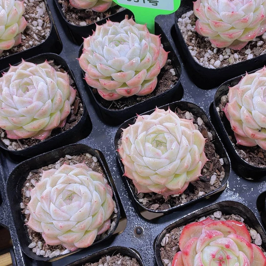 931号 睫毛冰麦秆单头2个